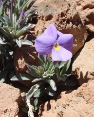 Viola cheiranthifolia, photograph Lídia Carrera, CC BY, iNaturalist via GBIF