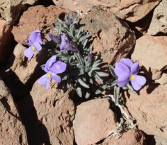 Viola cheiranthifolia, photograph Lídia Carrera, CC BY, iNaturalist via GBIF