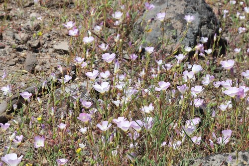 Glandular clarkia (Clarkia arcuata)