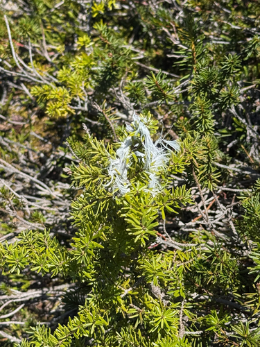 White-tailed Ptarmigan (Lagopus leucura), photo 4