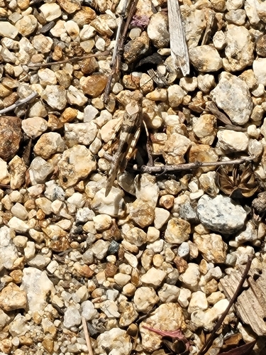 Strenuous Grasshopper