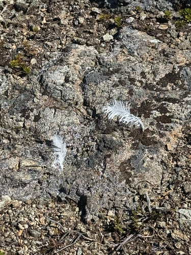 White-tailed Ptarmigan (Lagopus leucura), photo 5