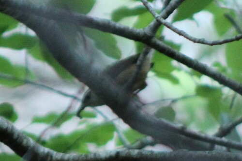 Carolina Wren