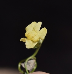Neogaerrhinum filipes