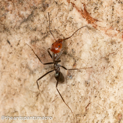 Iridomyrmex rubriceps