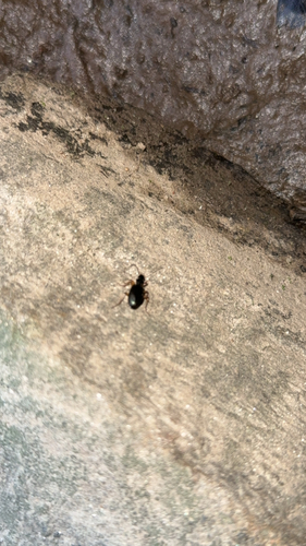 Agonum extensicolle