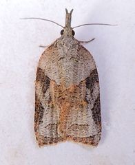 Platynota wenzelana