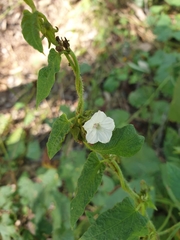 Ipomoea plebeia