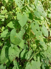 Ipomoea plebeia