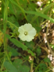 Ipomoea plebeia