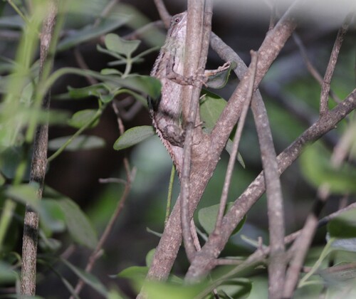 Texas Spiny Lizard