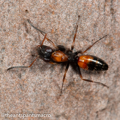 Opisthopsis picta
