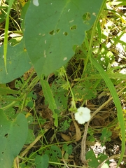Ipomoea plebeia