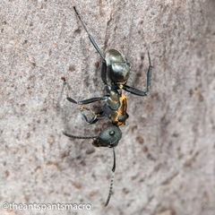 Polyrhachis ornata