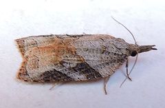 Platynota wenzelana