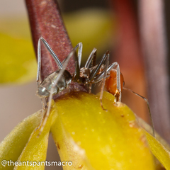 Iridomyrmex rubriceps