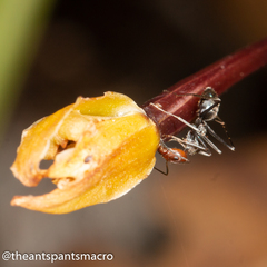 Iridomyrmex rubriceps