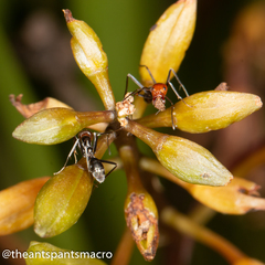 Iridomyrmex rubriceps