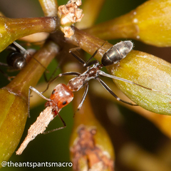 Iridomyrmex rubriceps