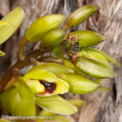Iridomyrmex rubriceps