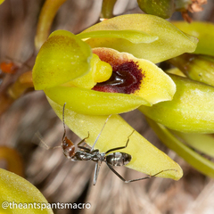Iridomyrmex rubriceps