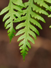 Pteris epaleata