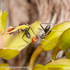 Iridomyrmex rubriceps