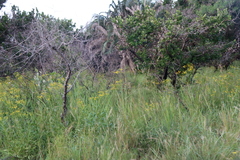 Senecio polyanthemoides