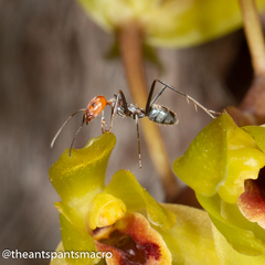 Iridomyrmex rubriceps