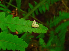 Metaemene atrigutta maculata