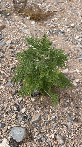 Ragged Marsh-elder