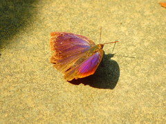 Arhopala japonica