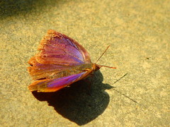 Arhopala japonica