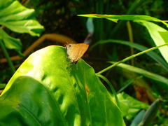 Deudorix epijarbas menesicles