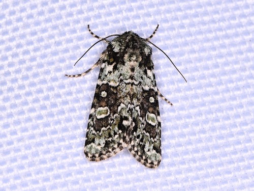 Lacinipolia buscki