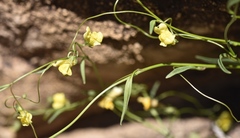 Neogaerrhinum filipes