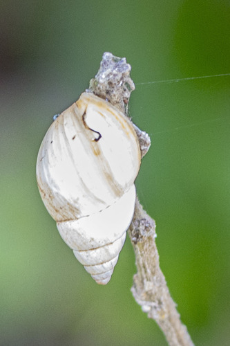 Striped Rabdotus Snail