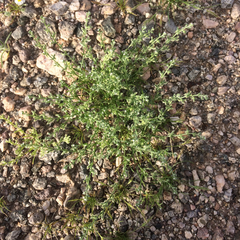 Pectocarya platycarpa