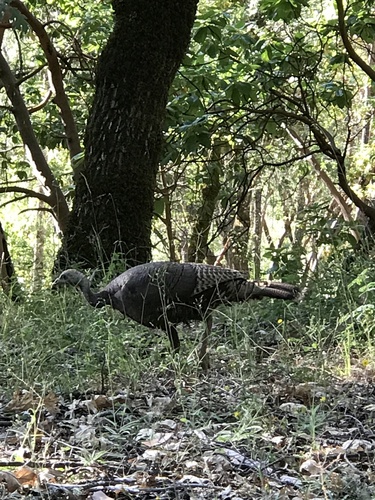 Wild Turkey