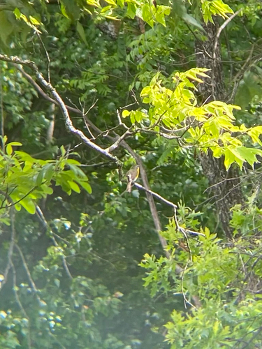 Yellow-breasted Chat