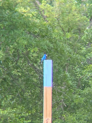 Indigo Bunting