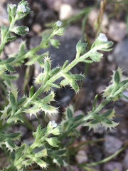 Pectocarya platycarpa