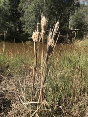 Typha orientalis