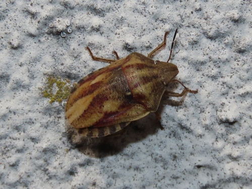 Tortoise Bug, Voorschoten, Nederland, photo 7 of 10
