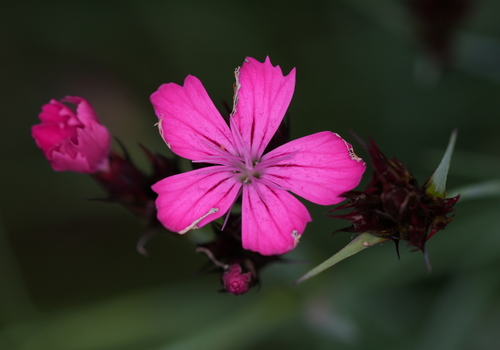 Carthusian Pink