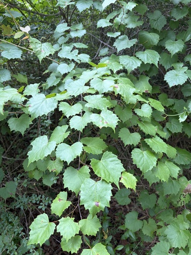 muscadine