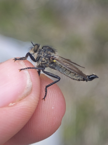 Didysmachus picipes