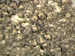 Endocarpon petrolepideum