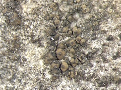 Endocarpon petrolepideum