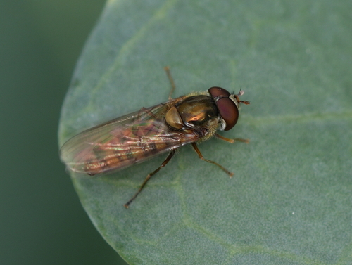 Marmalade Hover Fly